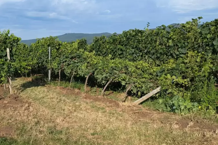 Der Wind hat die Stickel genannten Stahlpfosten umgeknickt. 