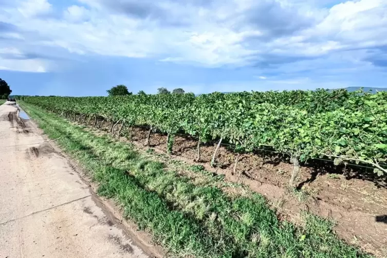 Ist mit einer umgeknickten Rebzeile noch „glimpflich davongekommen“: das Weingut Schwarztrauber. 