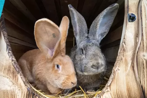 Goldig anzusehen: zwei Kaninchen der Rasse Deutscher Riese.