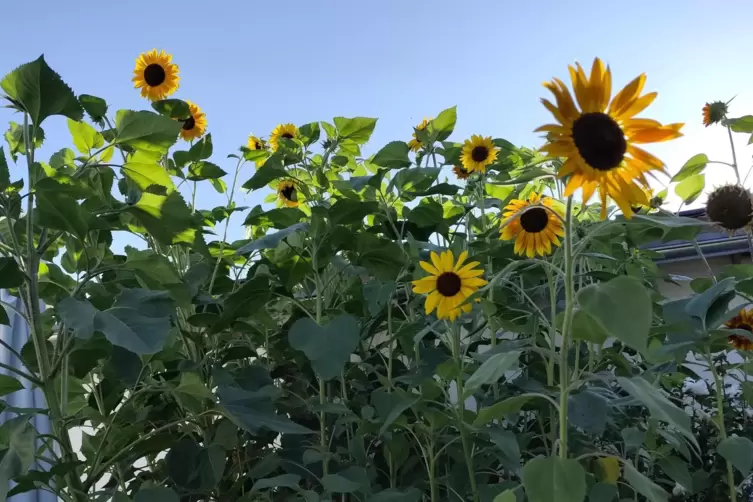 Sind der Hingucker im Garten der Familie Buhl in Speyer-Nord: die Sonnenblumen. 