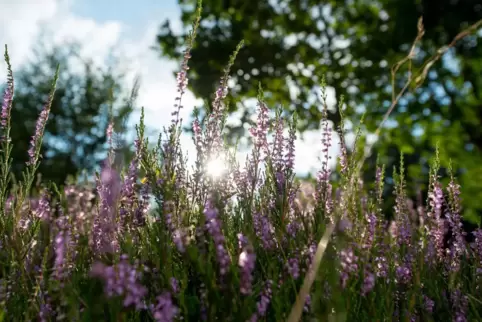 Im Pfälzerwald blüht viel Besenheide.