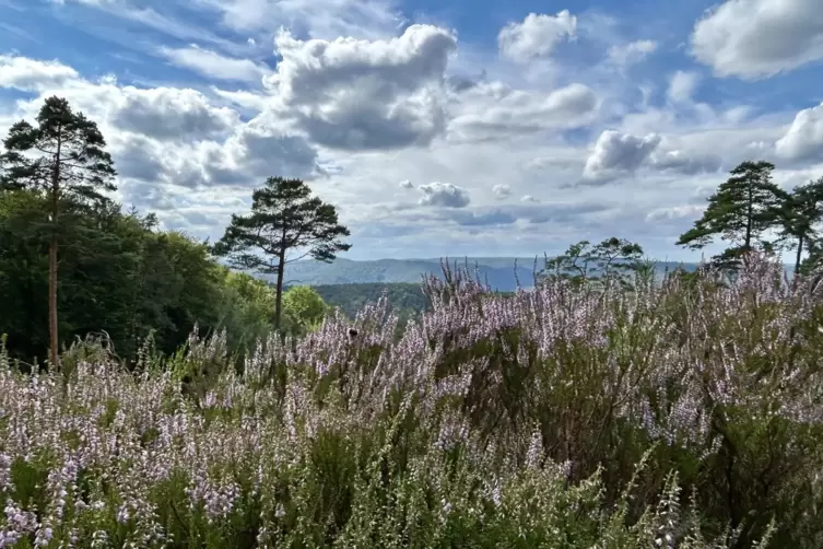 Plötzlich ist man ganz weit weg von allem: Heidelandschaft auf dem Schauerberg.