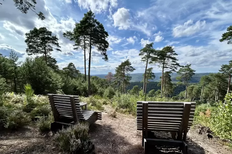 Berauschend schöne Tuchmacher-Aussicht: Rastplatz im Heide-Farn-und-Kiefern-Abschnitt nach dem Kaisergarten.