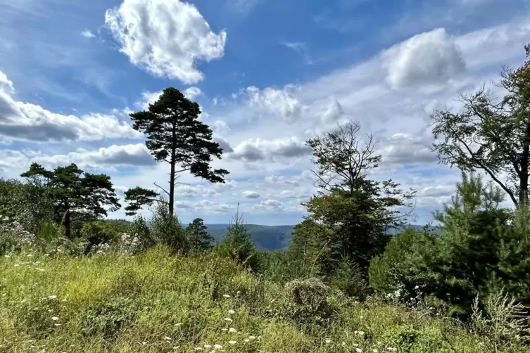 Wie gemalt: Landschaft auf dem Schauerberg, zwischen Wildsaukopf und Kaisergarten.