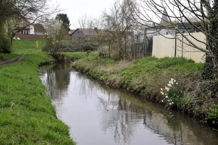 Der Eckbach bei Bobenheim-Roxheim.