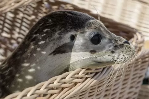 Auswilderung von jungen Seehunden in der Nordsee