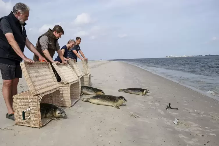 Auswilderung von jungen Seehunden in der Nordsee