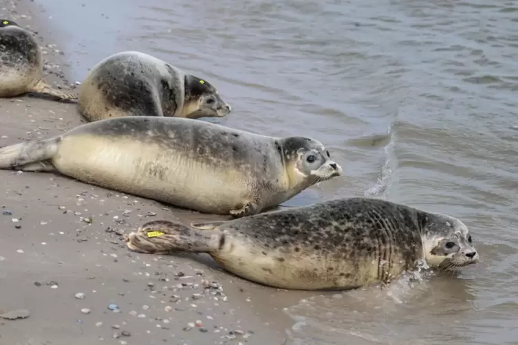 Auswilderung von jungen Seehunden in der Nordsee