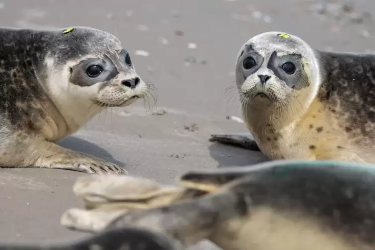 Auswilderung von jungen Seehunden in der Nordsee