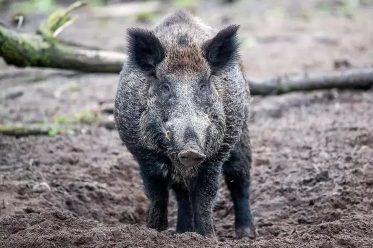 Derzeit sollten Wildschweine, die in der Pufferzone leben, nicht aufgeschreckt werden, um eine Verbreitung des Virus einzudämmen