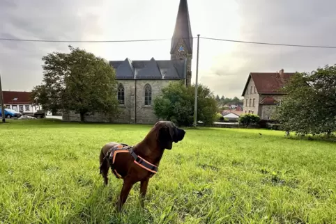 Noch kann sich RHEINPFALZ-Redaktionshund Olly auf der großen Wiese oberhalb der katholischen Kirche austoben. Bald soll hier der