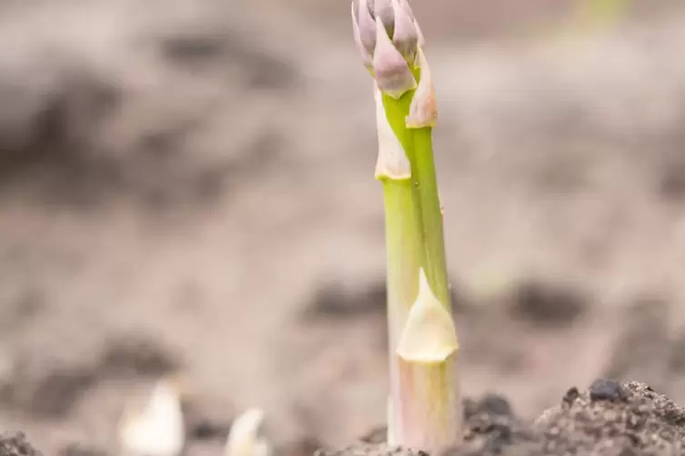 Für den Spargelanbau werden optimale Bodenverhältnisse benötigt. 