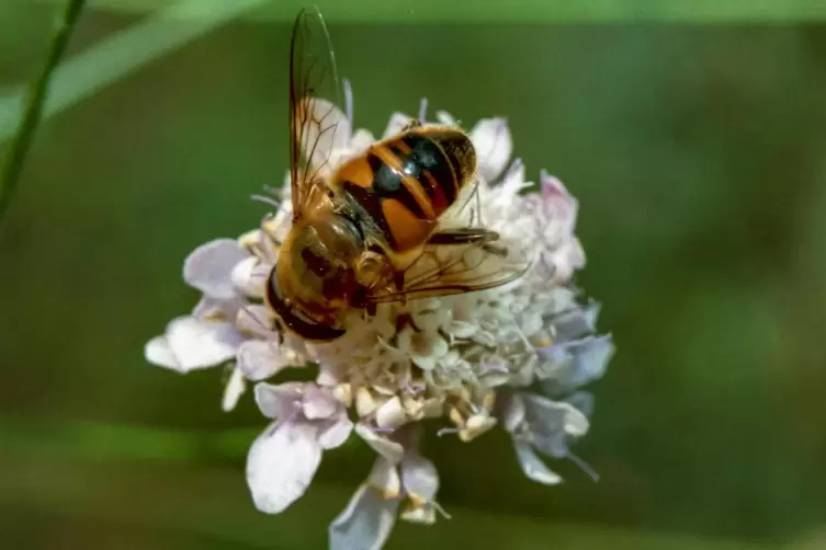 Die Mistbiene gehört zu den wandernden Schwebfliegen. 