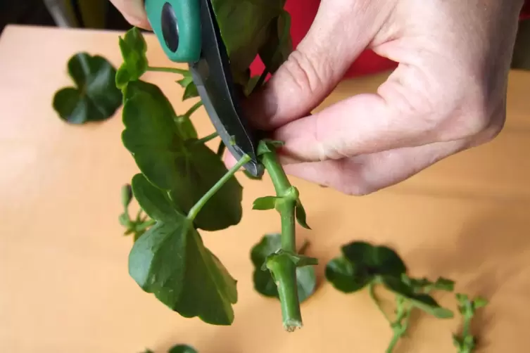 Pelargonien eignen sich gut für die Stecklingsvermehrung.