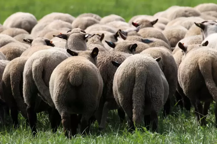 Derzeit sind in der Südwestpfalz drei Schafe am Blauzungenvirus erkrankt.