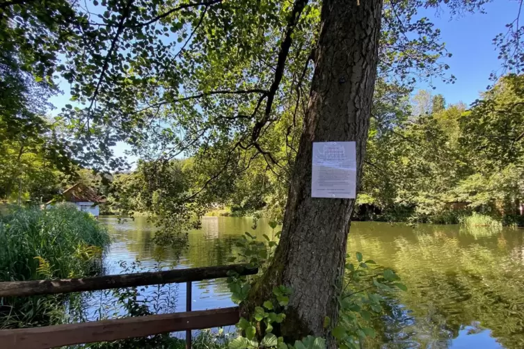 Der Grenzwert für Blaualgen ist im Bärenlochweiher überschritten: Seit Freitag weist die Verbandsgemeinde mit Warnschildern auf 