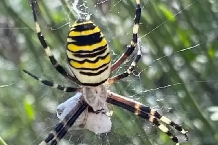 Von Margit Reichelt entdeckt: eine Spinne in Dudenhofen. 