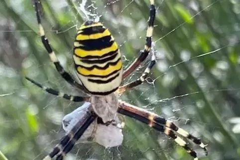 Von Margit Reichelt entdeckt: eine Spinne in Dudenhofen. 