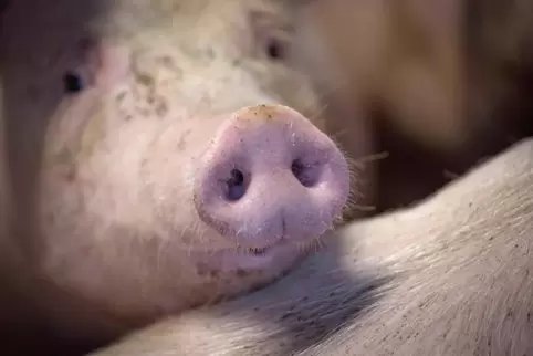 Auch zwei andere Tiere waren ersten Testergebnissen zufolge infiziert.