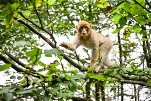 Berberaffen-Jährling tollt auf Baum