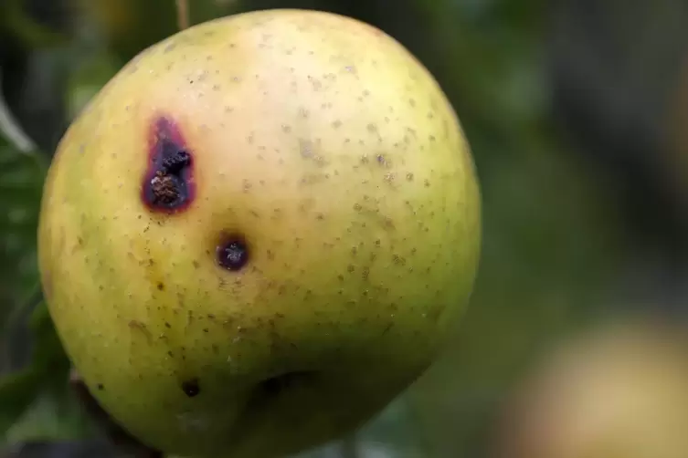 Manche Löcher wurmen einen. Schaden um den Apfel 