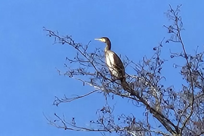 Ein Kormoran sitzt auf einem Baum in Imsbach.