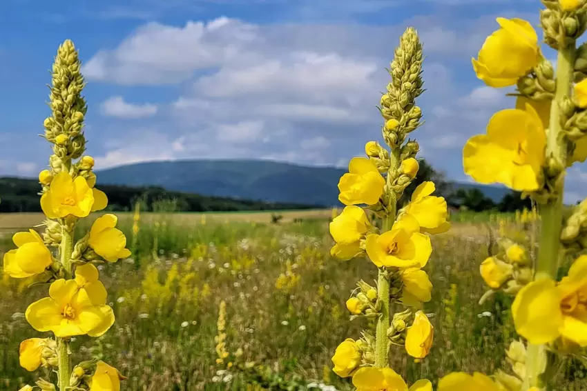 Blühende Wiese bei Bolanden mit Donnersberg.