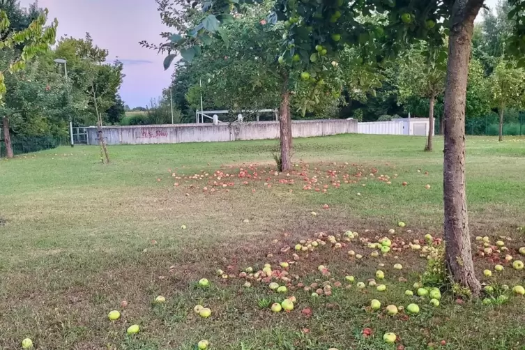 Am Regenüberlaufbecken in Dudenhofen: hochstämmige Apfelbäume.