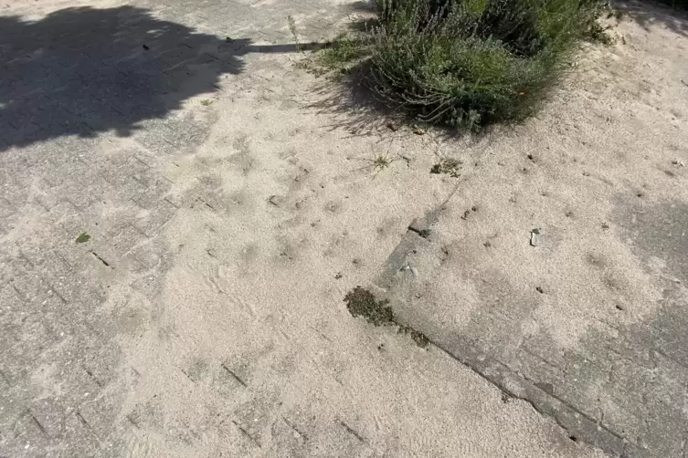 Die Ameisen Tapinom magnum buddeln in der Türkheimer Straße den Sand aus dem Untergrund. 