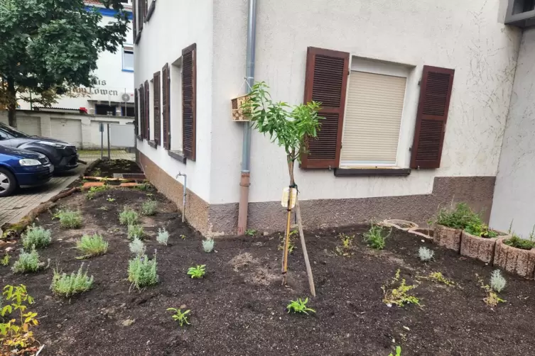 Von der Schotter- zur Naturfläche: So sieht der neue Vorgarten aus. In der Mitte steht ein Mandelbaum.