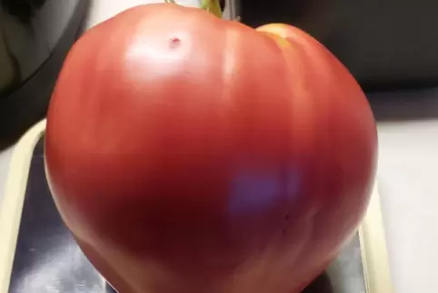 Diese Tomate von Barbara und Eric Moser wiegt 675 Gramm. 