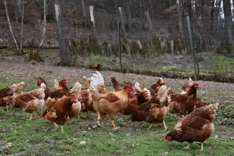 Legehennen auf der Wiese des Kleinsägmühlerhofs. Nach Demeter-Richtlinien gehört auch die Haltung von Hähnen dazu. 