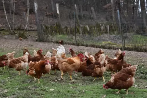 Legehennen auf der Wiese des Kleinsägmühlerhofs. Nach Demeter-Richtlinien gehört auch die Haltung von Hähnen dazu. 