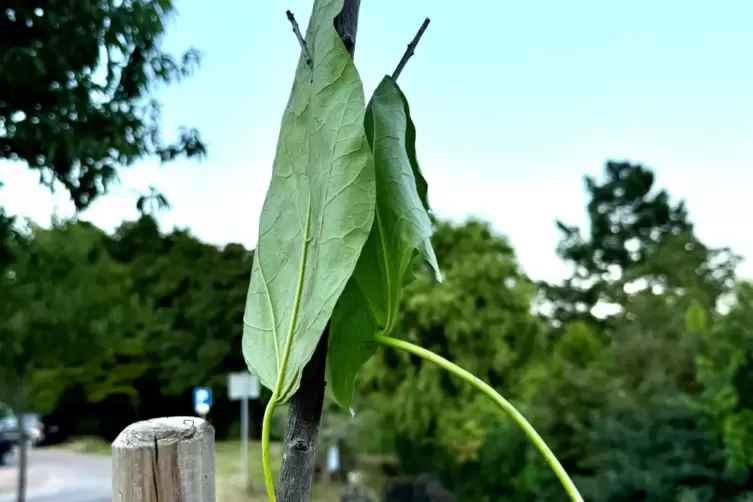 Mit etwas Grün hat jemand versucht, den kahlen Baum zu kaschieren. 