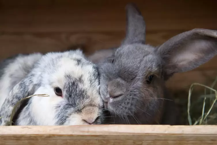 Wer Kaninchen und andere Tiere hält, muss sich um sie kümmern. Damit war ein junger Syrer offenbar überfordert.