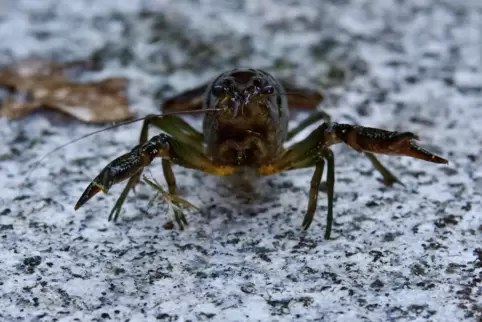 Uffbasse, meint der Marmorkrebs, richtet sich auf und zeigt seine Scheren.