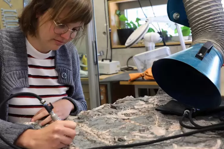 Elena Neumann, Geowissenschaftliche Präparatorin im Urzeitmuseum Geoskop, legt das Rückensegel eines Edaphosaurus, eines pflanze