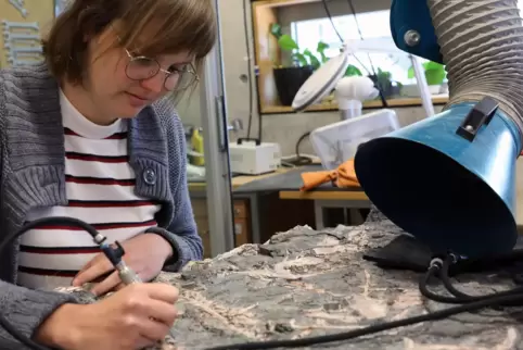 Elena Neumann, Geowissenschaftliche Präparatorin im Urzeitmuseum Geoskop, legt das Rückensegel eines Edaphosaurus, eines pflanze