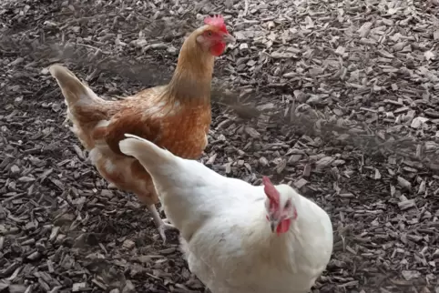 Hühner brauchen festen Boden unter den Füßen. Dieser Auslauf hier ist mit Rindenmulch befestigt. Ganz anders bei einem Tierhalte