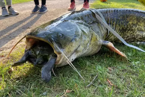 So manches Anglerlatein wurde bei dem Treffen wachgerufen. Der 1,50 Meter lange Wels verstarb übrigens an der verschluckten Schi