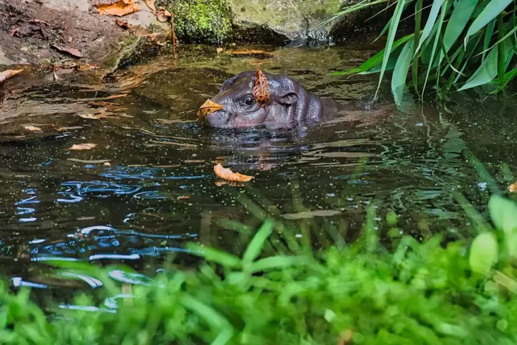 Bademeister-Job für Mini-Hippo Toni scheinbar gefragt