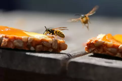 Wespen auf einem Marmeladenbrot