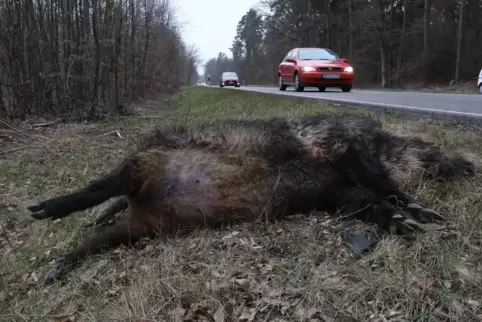 Seit Jahren müssen Wildschweine auf die Afrikanische Schweinepest getestet werden. 