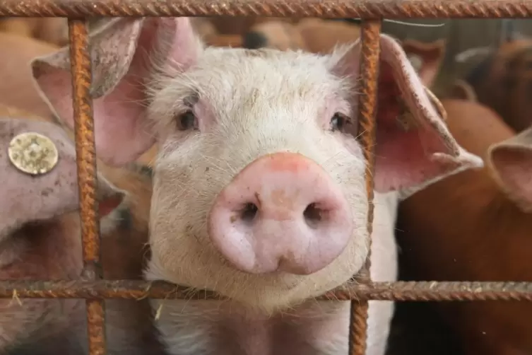 Bei drei Hausschweinen in Gerolsheim wurde das Schweinepest-Virus nachgewiesen.