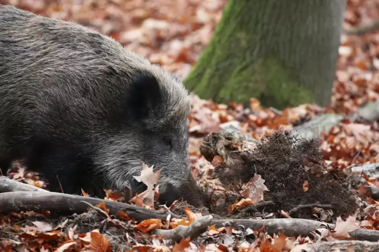 Bislang gibt es im Landkreis Bad Dürkheim noch keine Hinweise auf ein mit Schweinepest infiziertes Wildschwein. 