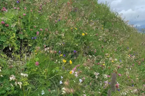 Die Blumenwiesen in den österreichischen Bergen sind ein Traum. Hier halten sich Gräser und Blüten die Waage.