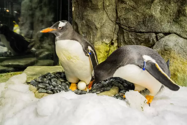 Eselspinguin Sphen in Sydney gestorben