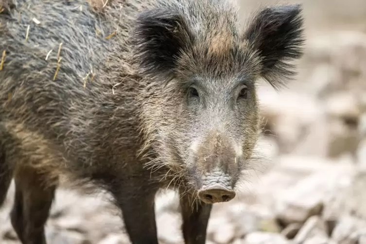 Wildschwein