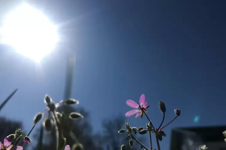 In der nächsten Woche erwartet uns viel Sonnenschein.