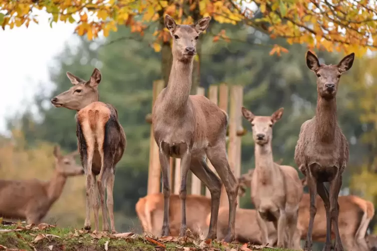 Zu den stillen Stars des Wild- und Wanderparks gehört das Rotwild, das selbstverständlich auch beim Wildparkfest zu sehen sein w